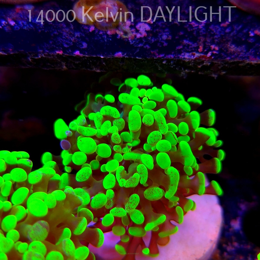 Euphyllia paraancora GREEN HOLOGRAM HAMMER (01.04.2025)