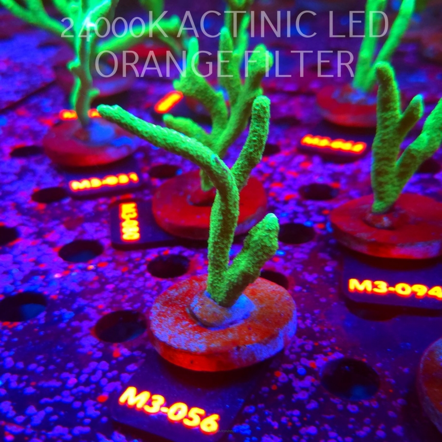 Montipora digitata POWER GREEN (12.04.2026) M3-056  7cm