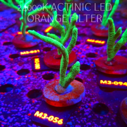 Montipora digitata POWER GREEN (12.04.2026) M3-056  7cm