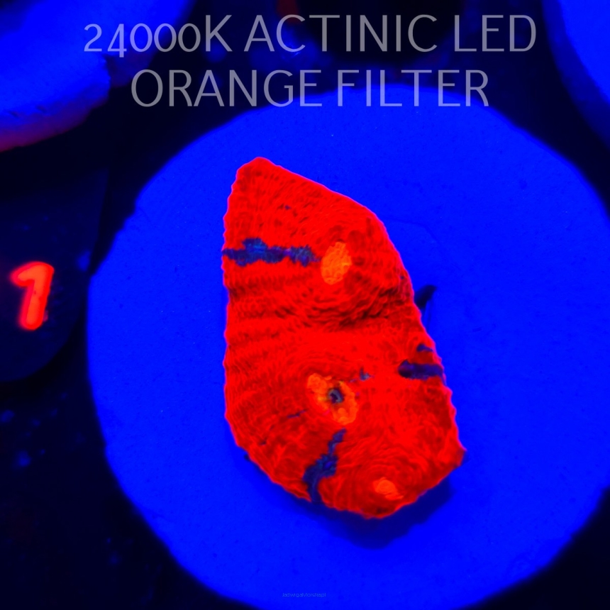  Echinophyllia OG Bugatti Chalice (22.01.2026) L2-112  3cm