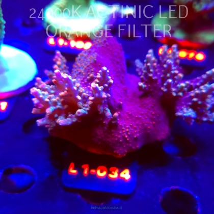 Acropora sp. AUSTRALIA  (14.03.2026) L1-034  8cm