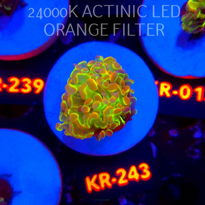 Euphyllia paraancora HOLOGRAM AURORA ULTRA (01.07.2026) KR-243