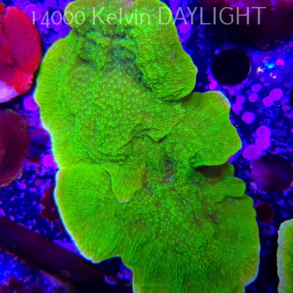 Montipora capricornis TOXIC GREEN (14.02.2026) H4  16cm