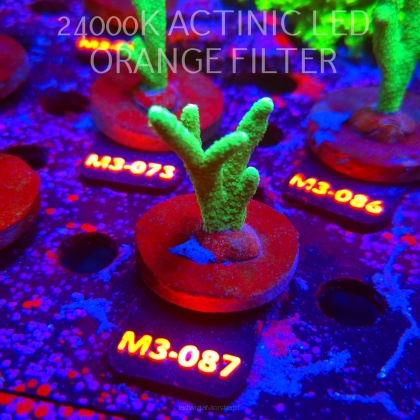 Montipora digitata POWER GREEN (12.04.2026) M3-087  6cm