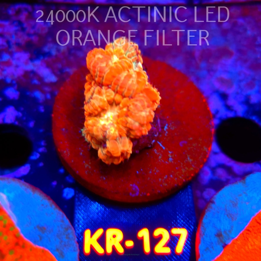 Blastomussa wellsi TG BLASTING RED (07.08.2026) KR-127