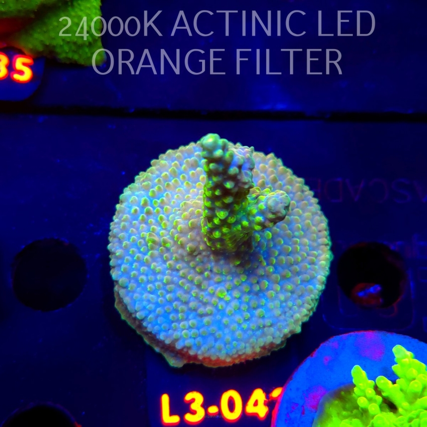 Acropora sp. PREMIUM AUSTRALIA (09.05.2026) L3-042  5cm