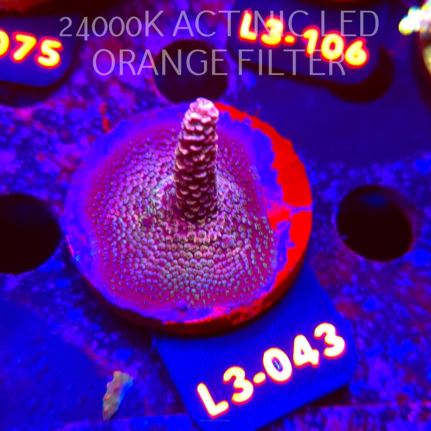 Acropora sp. PREMIUM AUSTRALIA (05.01.2026) L3-043  5cm
