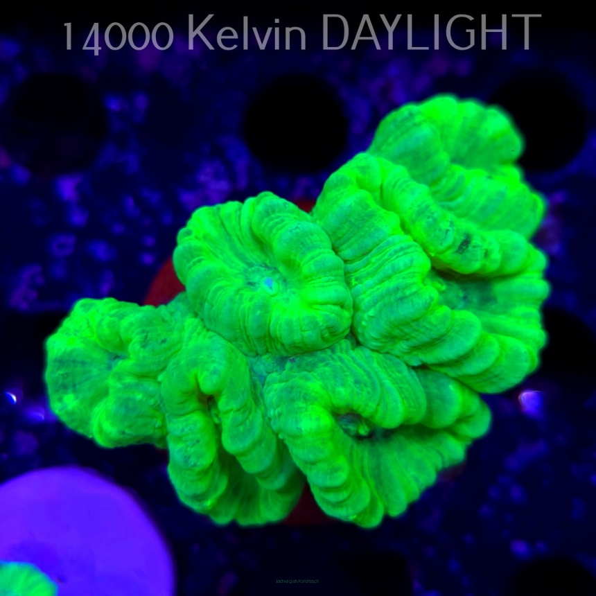 Caulastrea furcata (01.09.2025)  6P