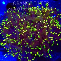 Euphyllia yaeyamaensis YELLOW (02.04.2025)