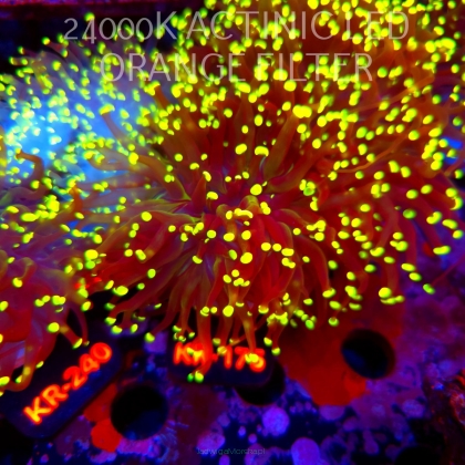 Euphyllia yaeyamaensis YELLOW (04.07.2026) KR-175