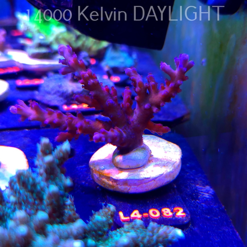 Acropora sp. AUSTRALIA (19.05.2026) L4-082  8cm