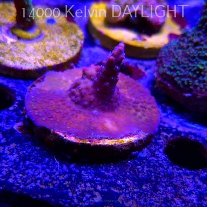 Acropora sp. AUSTRALIA  (21.06.2025) L4-II-21  5cm