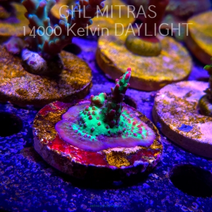Acropora FOREST FIRE (20.02.2025) L4-II-21  4cm