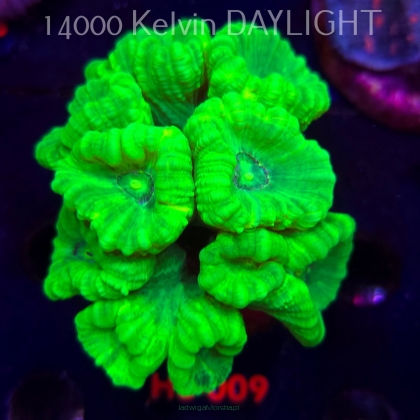 Caulastrea furcata (01.06.2026) H3-009  9P