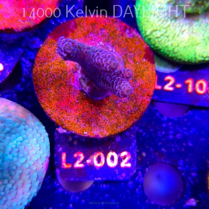 Acropora MILLEPORA PINK (19.03.2026) L2-002  4cm