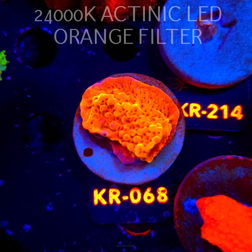 Montipora danae Jason Fox Flaming Phoenix (20.04.2026) KR-068  5cm