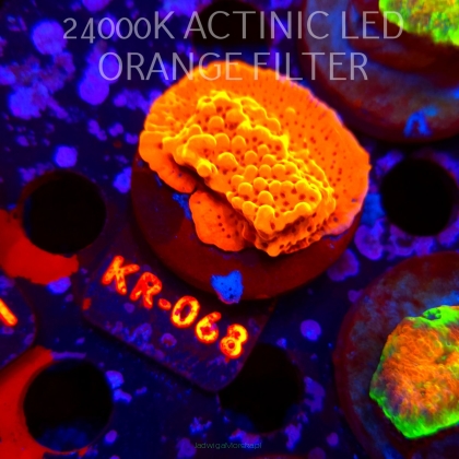 Montipora danae Jason Fox Flaming Phoenix (21.06.2026) KR-068  5cm