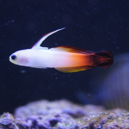 Nemateleotris magnifica rozmiar 4-6 cm