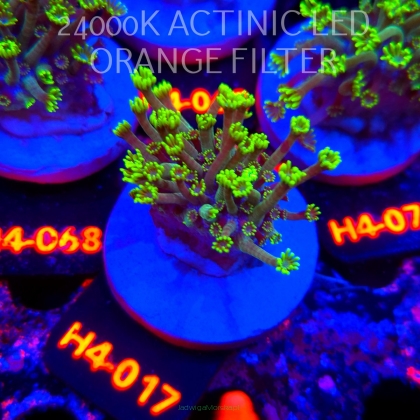 Alveopora spongiosa BRIGHT GREEN (02.06.2026) H4-017  3cm