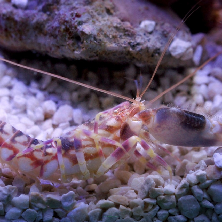 Alpheus bellulus (Pistol shrimp) 7-8cm
