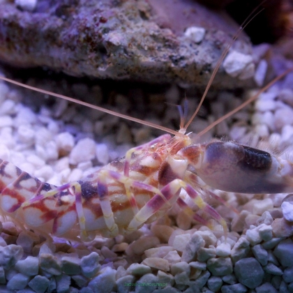 Alpheus bellulus (Pistol shrimp) 7-8cm