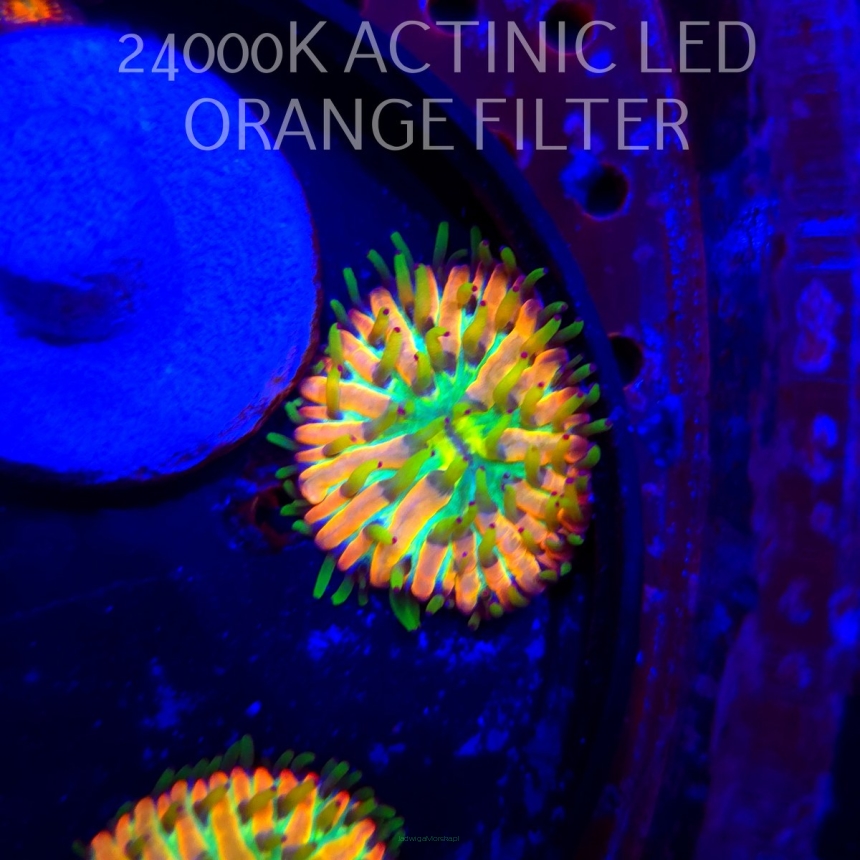 Heliofungia fralinae MALAYSIAN RAINBOW (01.02.2026) 2cm