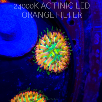 Heliofungia fralinae MALAYSIAN RAINBOW (01.02.2026) 2cm