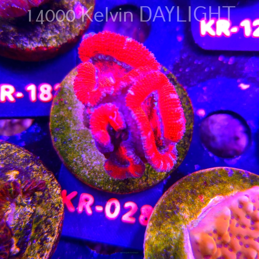 Acanthastrea lordhowensis SUNRISE (01.09.2026) KR-028  4cm