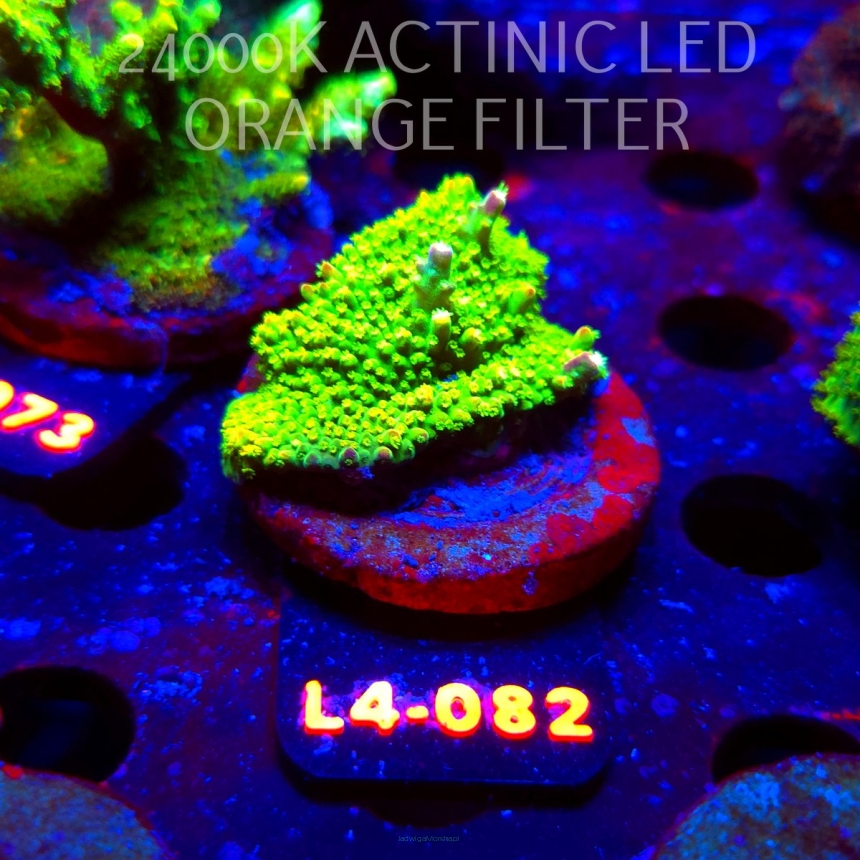 Acropora GOLD FEVER (07.01.2026) L4-082  5cm