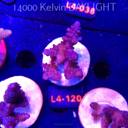 Acropora sp. PREMIUM AUSTRALIA (19.05.2026) L4-120  6cm