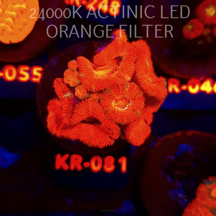 Acanthastrea lordhowensis SUNRISE (01.09.2026) KR-081  5cm