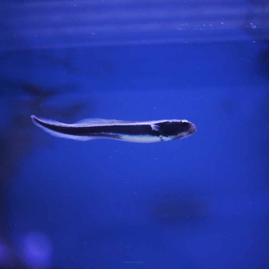 Pholidichthys leucotaenia 5-6 cm