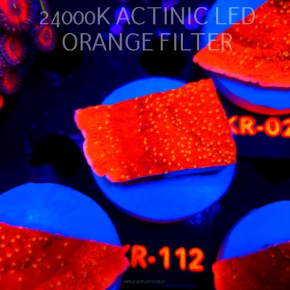 Montipora JASON FOX SUNBURST (20.04.2026) KR-112  5cm