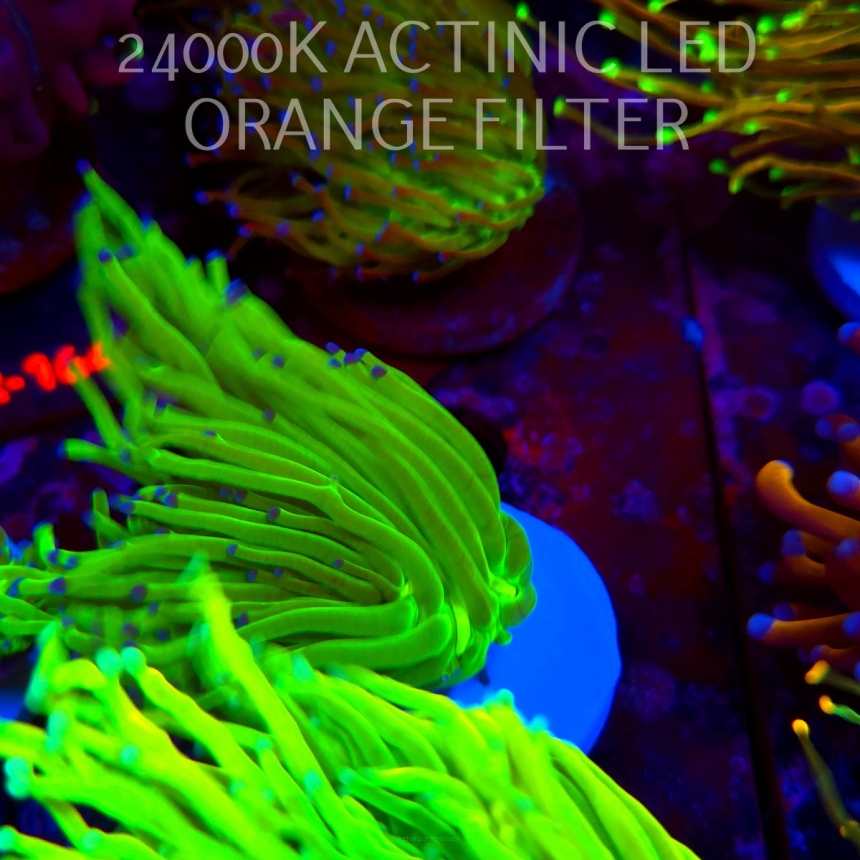 Euphyllia glabrescens Aussie HULK TORCH (01.09.2026) KR-xxx