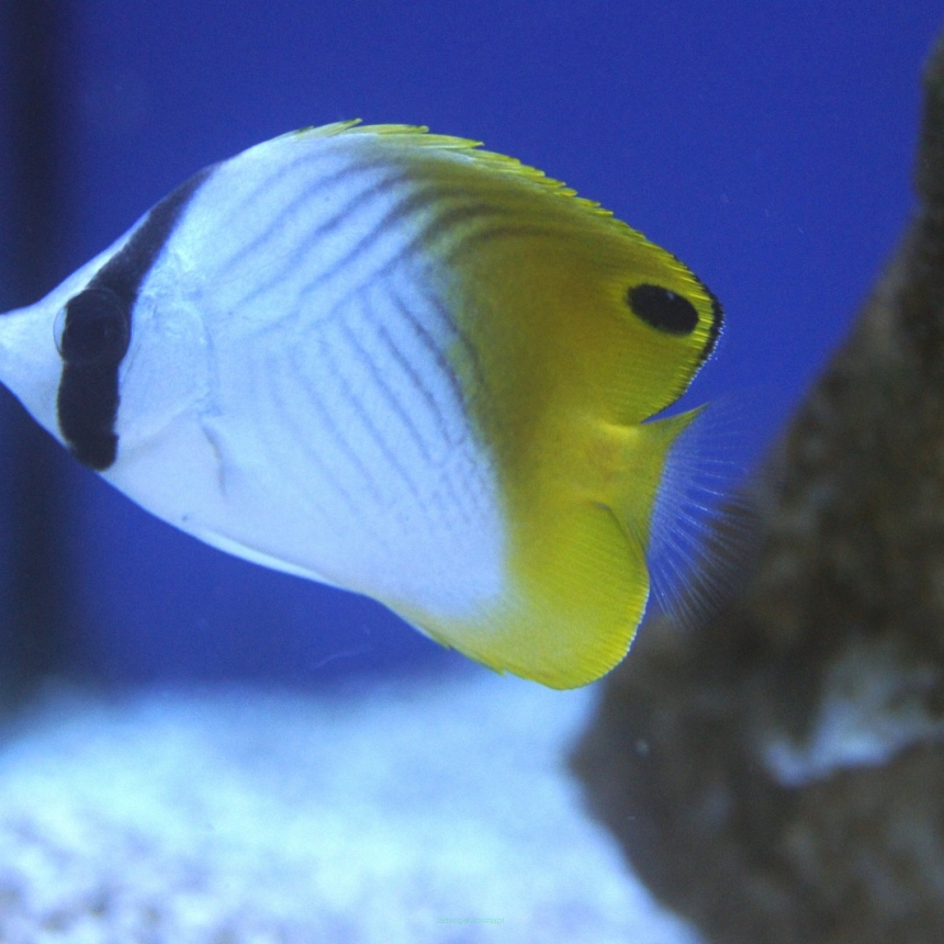 Chaetodon auriga rozmiar 5-7 cm