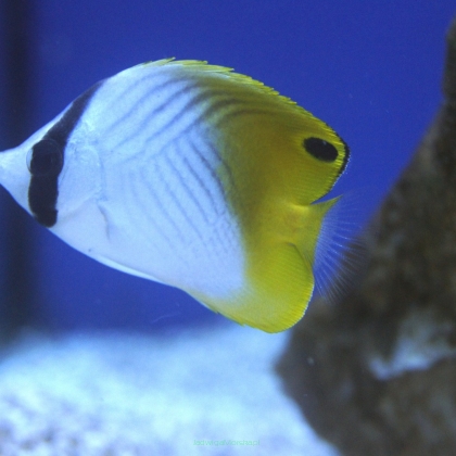 Chaetodon auriga rozmiar 5-7 cm