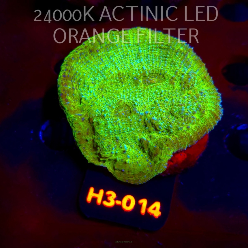 Echinophyllia UFO X Chalice (01.06.2026) H3-014  6cm