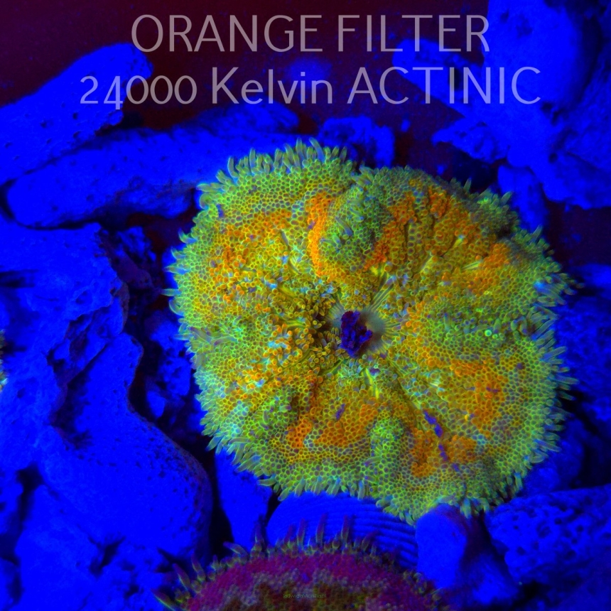 Stichodactyla TAPETUM Mini-Maxi Carpet Anemone ORANGE (01.06.2025)  5cm