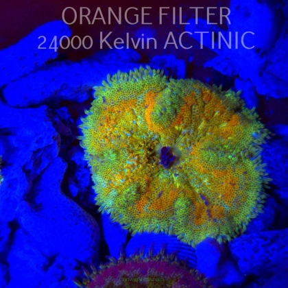 Stichodactyla TAPETUM Mini-Maxi Carpet Anemone ORANGE (01.06.2025)  5cm
