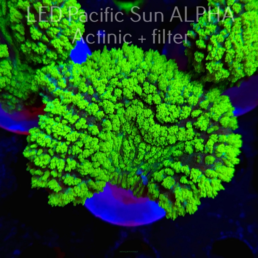  Lobophyllia spp GREEN-YELLOW (03.08.2024)  6cm