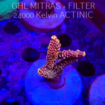 Acropora spathulata (20.02.2025) L4-III-31  6cm