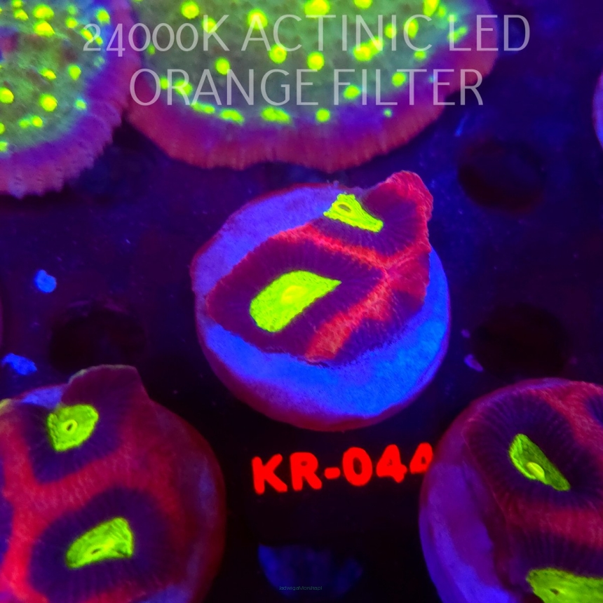 Favites complanata OG DRAGON SOUL (21.02.2026) KR-044  4cm