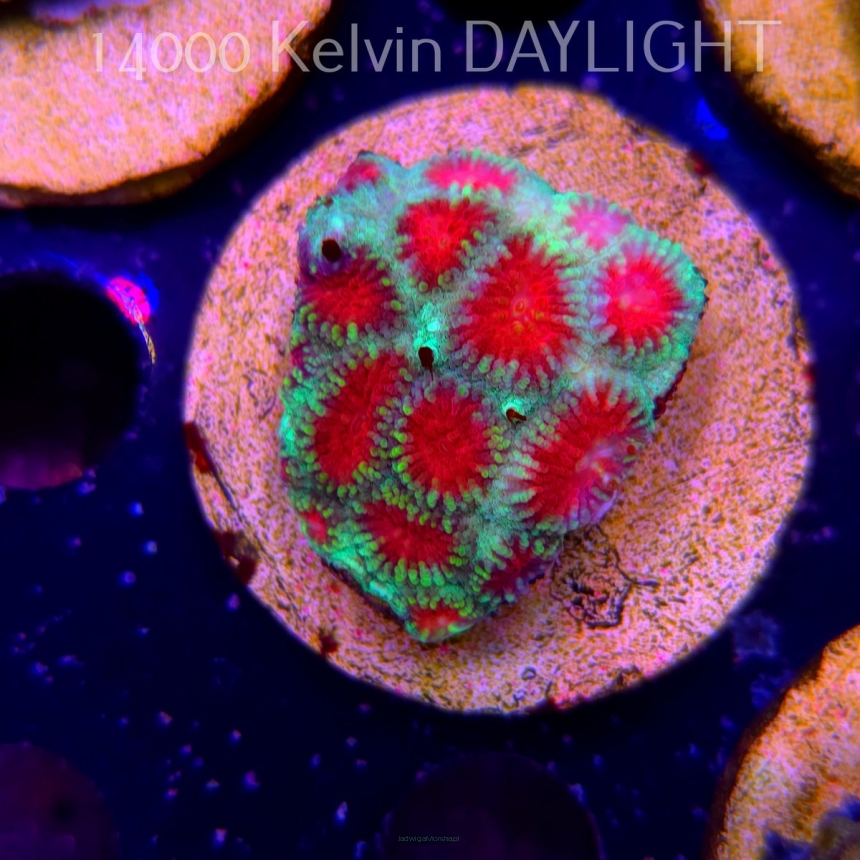 Favites sp. RED EYE Australia (18.05.2025)  4cm