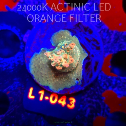 Acropora Jason Fox B33 BOMBER Acro (16.03.2026) L1-043  5cm