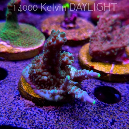 Acropora sp AUSTRALIA (24.05.2025) L2-II-13  4cm