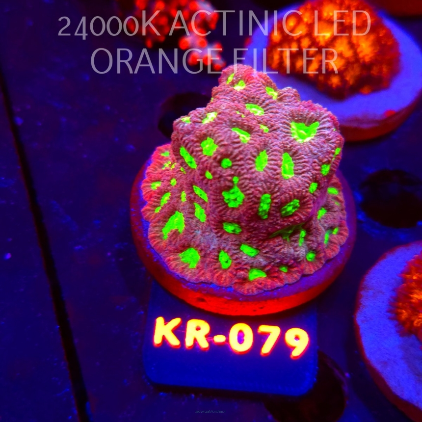 Favites DRAGON SOUL PRISM (07.12.2025) KR-079  5cm