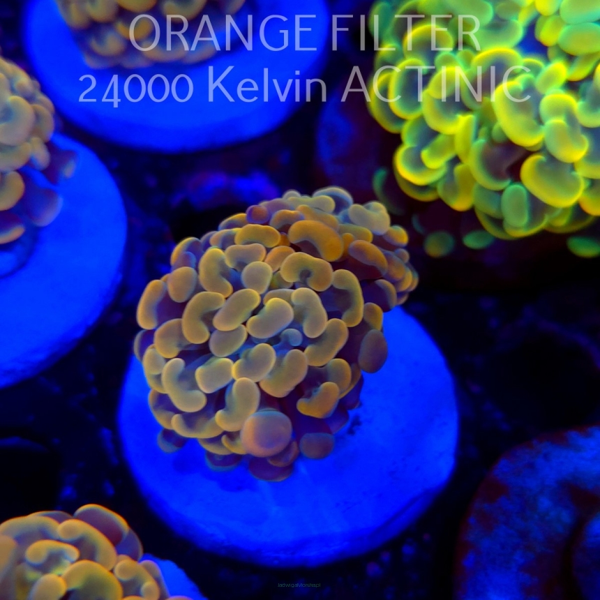 Euphyllia paraancora GOLD HOLOGRAM HAMMER (02.04.2025)