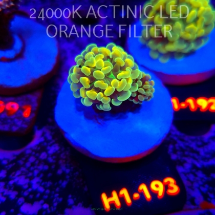 Euphyllia paraancora AUSSIE GREEN HOLOGRAM HAMMER (01.07.2026) H1-193