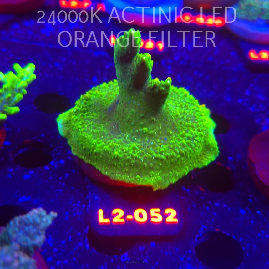 Acropora RR RAINBOW LOOM  (14.11.2025) L2-052  5cm