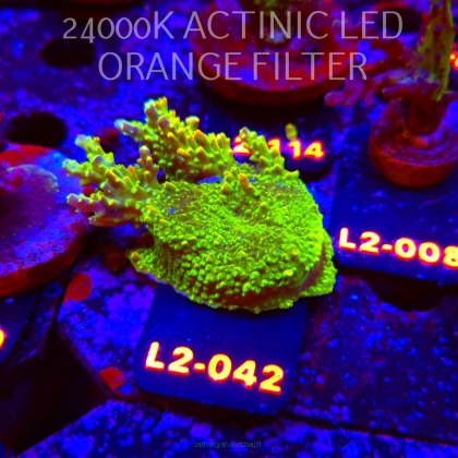 Acropora RR RAINBOW LOOM (17.03.2026) L2-042  7cm